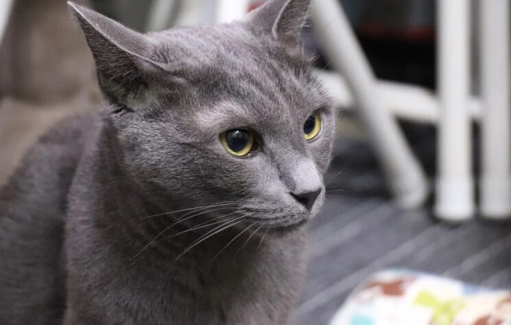 Ban on Russian Cats