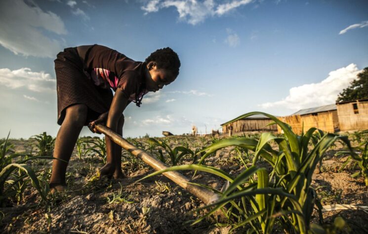 The System Is Causing Food Crisis, Not the War