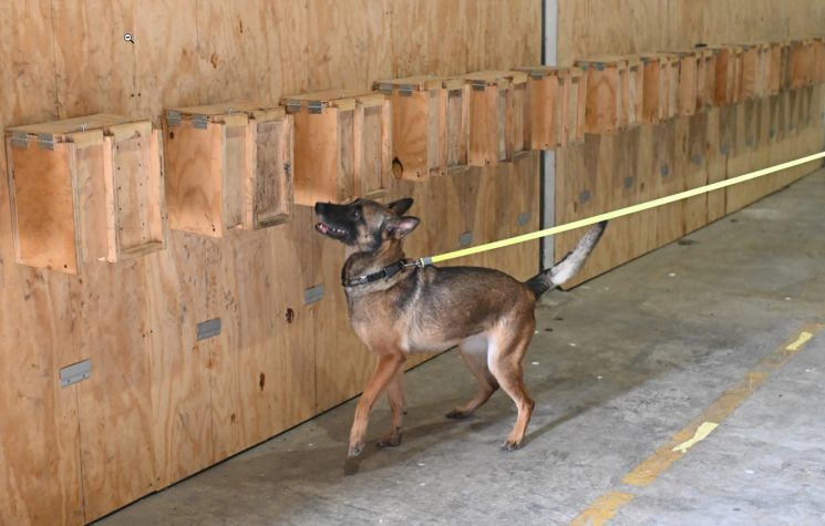 Drug-sniffing police dogs are intercepting abortion pills in the mail